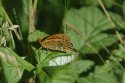 Dark Green Fritillary