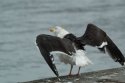 Great Black Backed Gull