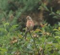 Linnet