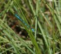 Northern Damselfly