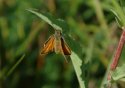 Small Skipper