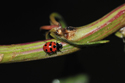 11 Spot Ladybird