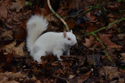 Grey Squirrel (Albino)