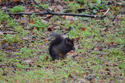 Grey Squirrel (Melanisitc)
