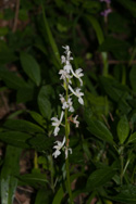 Early Purple Orchid var alba
