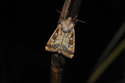 Fisher's Esturine Moth