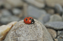 5 Spot Ladybird