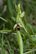 Bee x Fly Orchid Hybrid
