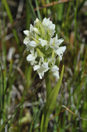 Early Marsh Orchid (ochroleuca)