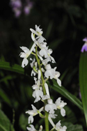 Early Purple Orchid var Alba