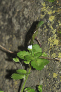 Pale Flowered Speedwell