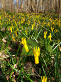 Cyclamen Daffodil