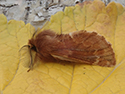 Plumed Prominent