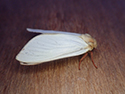 Ghost Moth