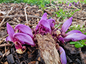 Purple Toothwort
