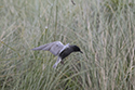 American Black Tern