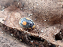 ants nest ladybird