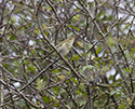 Arctic Warbler