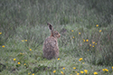 Brown Hare