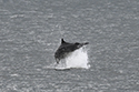 Bottlenosed dolphin