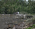 Bridled Tern