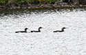 Black Throated diver