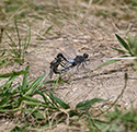 Black tailed Skimmer