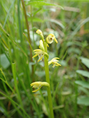 Coralroot Orchid