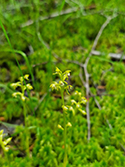 Coralroot Orchid