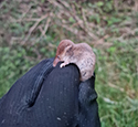 Common Shrew