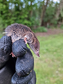 Common Shrew