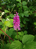 Common Spotted Orchid var rhodochila