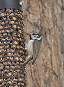 Crested Tit