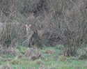 Chinese water deer