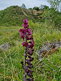 Dark Red Helleborine