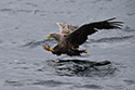 White tailed eagle