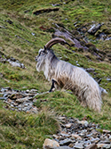 Feral Goat