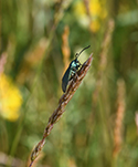 Forester Moth