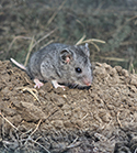 Dwarf Grey Hamster