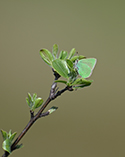 Green Hairstreak