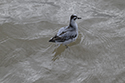 Grey Phalarope