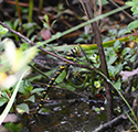 Golden Ringed Dragonfly