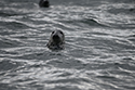 Grey Seal