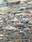 Greater sandplover