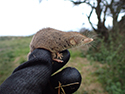 greater white toothed shrew