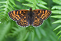 Heath fritillary