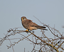 Kestrel