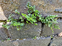 Lady Clemont's Spleenwort