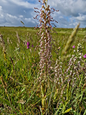 Lizard Orchid