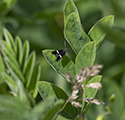 Liquorice piercer moth